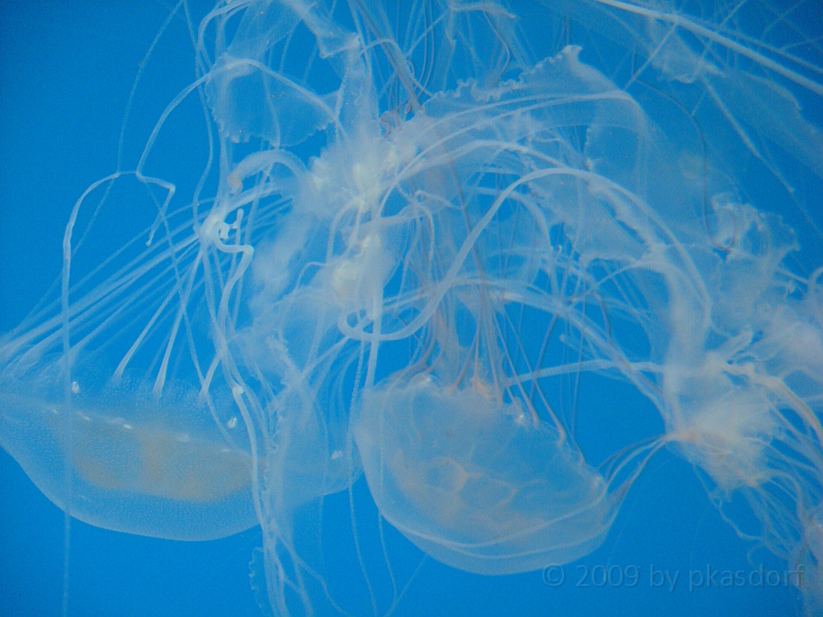 Baltimore [2009 July 02] 202.JPG - Scenes from Baltimore's Inner Harbor.